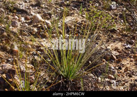 PIN rosée ou rosée portugais (Drosophyllum lusitanicum), Portugal Banque D'Images