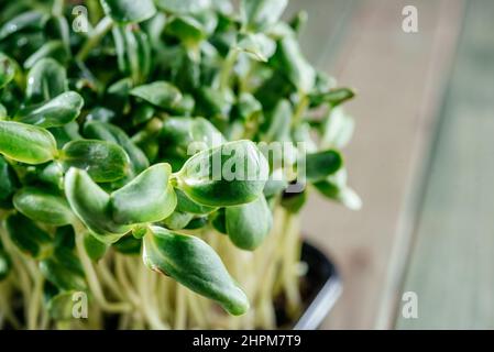 Culture de micro-légumes à la maison, pousses de micro-légumes de tournesol vert frais sur la table de cuisine Banque D'Images