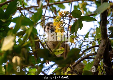 Singe écureuil d'Amérique centrale, Saimiri oerstedii, sur un arbre Banque D'Images