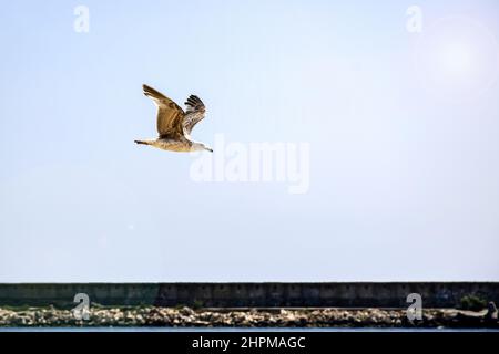 Un mouette vole dans le ciel le long de la jetée le jour ensoleillé. Gros plan. Mise au point sélective. Copier l'espace. Banque D'Images