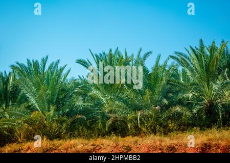 Rangée de palmiers dattiers contre le ciel bleu. Paysage tropical. Belle nature exotique Banque D'Images