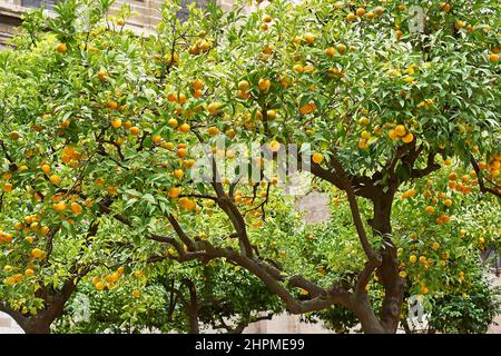 Jardin avec des orangers avec des fruits mûrs sur les branches de la récolte Banque D'Images