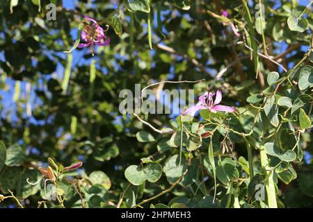 Poor Man's Orchid (Bauhinia variegata), Reduit Beach, Rodney Bay, gros Islet, Sainte-Lucie, Îles du vent, Petites Antilles, Antilles occidentales, Caraïbes Banque D'Images