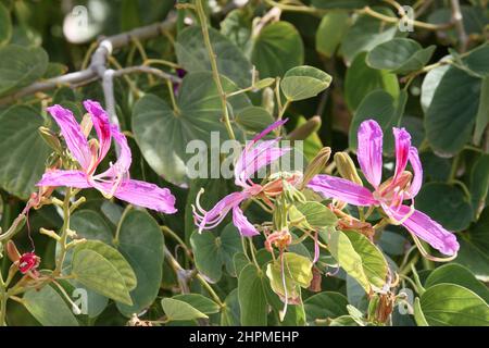 Poor Man's Orchid (Bauhinia variegata), Reduit Beach, Rodney Bay, gros Islet, Sainte-Lucie, Îles du vent, Petites Antilles, Antilles occidentales, Caraïbes Banque D'Images