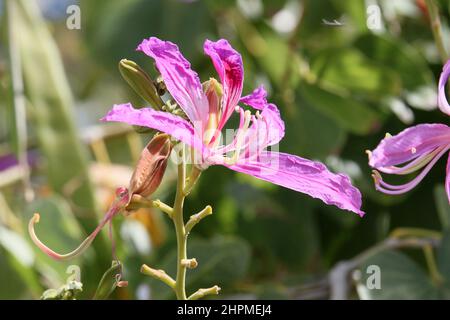 Poor Man's Orchid (Bauhinia variegata), Reduit Beach, Rodney Bay, gros Islet, Sainte-Lucie, Îles du vent, Petites Antilles, Antilles occidentales, Caraïbes Banque D'Images