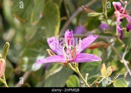 Poor Man's Orchid (Bauhinia variegata), Reduit Beach, Rodney Bay, gros Islet, Sainte-Lucie, Îles du vent, Petites Antilles, Antilles occidentales, Caraïbes Banque D'Images