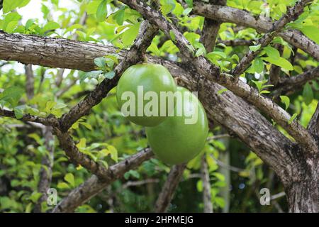 Calabash Tree (Crescentia cujete), Reduit Beach, Rodney Bay, gros Islet, Sainte-Lucie, Îles du vent, Petites Antilles, Antilles occidentales, Caraïbes Banque D'Images