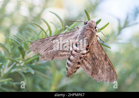 Moth-faucon de Convolvulus (Agrius convolvuli). Banque D'Images