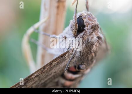 Moth-faucon de Convolvulus (Agrius convolvuli). Banque D'Images