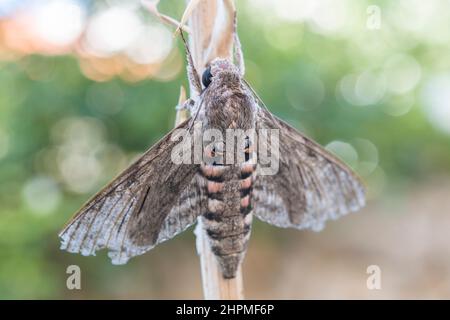 Moth-faucon de Convolvulus (Agrius convolvuli). Banque D'Images