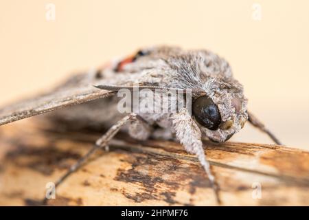 Moth-faucon de Convolvulus (Agrius convolvuli). Banque D'Images