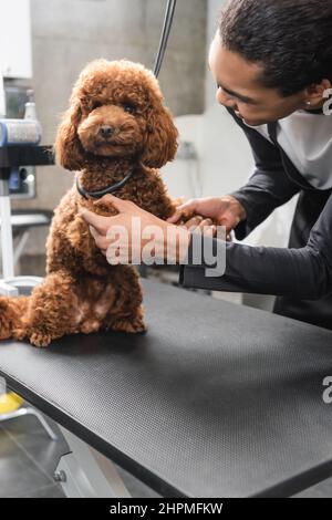 coiffeur américain d'animaux d'afrique tenant des pattes de coodle marron assis sur une table de toilettage Banque D'Images