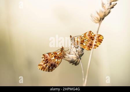 Fritillaire ou fritillaire violet du tisserand (Boloria dia). Banque D'Images