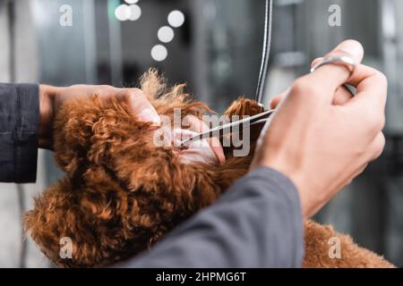 vue partielle sur l'oreille de nettoyage de l'aine afro-américaine dans le salon pour animaux Banque D'Images