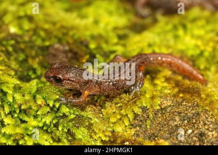 Gros plan sur une salamandre Ensatina eschscholtzii, sous-adulte colorée, assise sur de la mousse verte Banque D'Images