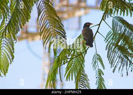 Myna oiseau sur delonix regia arbre, tel aviv, Israël Banque D'Images