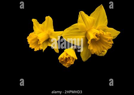 Variété hollandaise Narcissus. Une grande trompette division 1 Daffodil avec de belles fleurs jaunes d'or en serre sur fond noir Banque D'Images