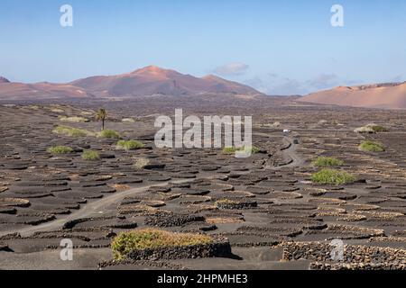 Région viticole de la Geria, Yaiza, Lanzarote, îles Canaries. Banque D'Images