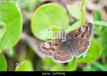 L'hespérie dingy (Erynnis tages) est un papillon de la famille des Hespériidae. Banque D'Images