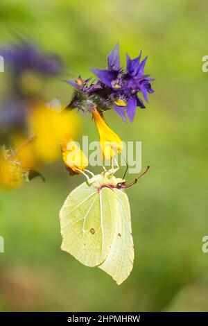 Gonepteryx rhamni (connu sous le nom de brimstone commun) est un papillon de la famille des Pieridae, mâle. Banque D'Images