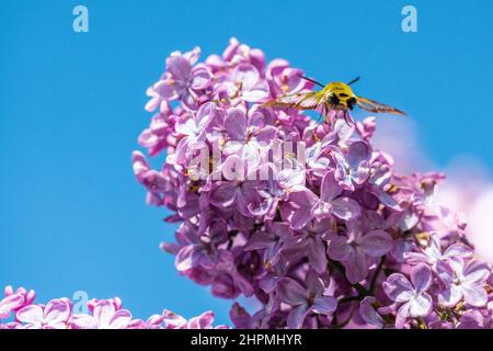 Hemaris fuciformis, connu sous le nom de papillon-papillon des abeilles à large bordure, est un papillon de la famille des Sphingidae, avec Syringa vulgaris, le lilas ou le lilas commun. Banque D'Images