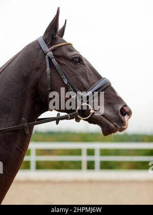 Portrait d'un magnifique cheval en bois de châtaignier en dressage à bride. Gros plan de la tête d'un cheval calme. Spectacle de compétition équestre. Arbres verts en plein air Banque D'Images