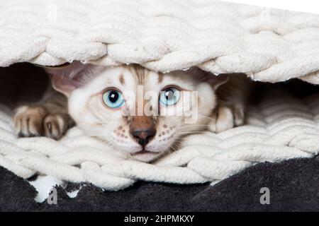 Chat Bengale allongé dans un panier Banque D'Images