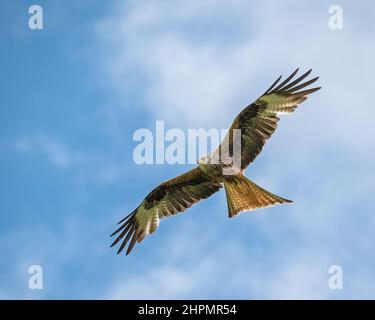 Cerfs-volants rouges en vol au-dessus de la station d'alimentation Red Kite dans les Brecon Beacons à Llanddeusant, Carmarthenshire, pays de Galles, Royaume-Uni Banque D'Images