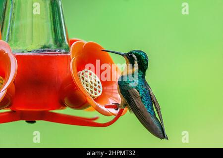 Femelle de sabrewing violet Hummingbird à mi-vol avec la langue étendue. À Boquete Panama. Banque D'Images