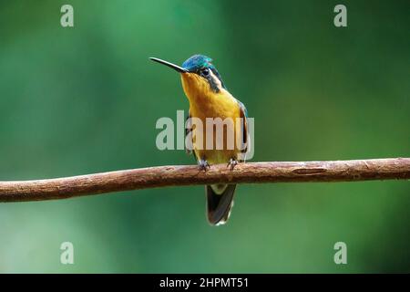 Colibris de montagne à gorge blanche de femme buvant dans un mangeoire rouge. À Boquete Panama. Banque D'Images