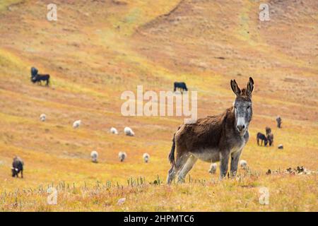 Voyage au Lesotho. Un âne dans un pré avec des vaches et des moutons en arrière-plan Banque D'Images