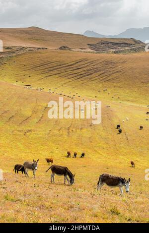 Voyage au Lesotho. Dans les collines herbeuses, un troupeau d'ânes, de vaches et de moutons Banque D'Images