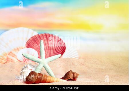 Coquillages et étoiles de mer sur la plage tropicale - vacances d'été. Banque D'Images