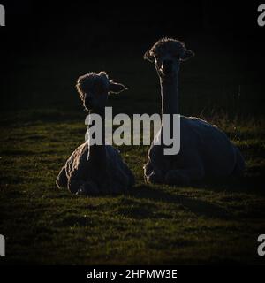 Photo rétro-éclairée prise au coucher du soleil d'un pack d'Alpacas dans un champ. Banque D'Images