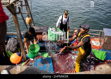 Les travailleurs de quai déchargent du poisson frais d'un bateau au port de Casablanca, Maroc, Afrique du Nord. Banque D'Images