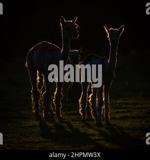 Photo rétro-éclairée prise au coucher du soleil d'un pack d'Alpacas dans un champ. Banque D'Images