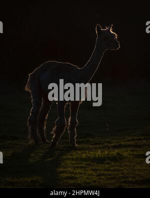 Photo rétro-éclairée prise au coucher du soleil d'un pack d'Alpacas dans un champ. Banque D'Images