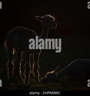 Photo rétro-éclairée prise au coucher du soleil d'un pack d'Alpacas dans un champ. Banque D'Images