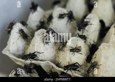 Gros plan: Beaucoup de grillons noirs rampant autour sur le plateau d'oeuf de carton: Concept d'insecte Banque D'Images