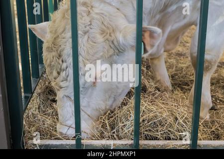 Gros taureau blanc mangeant du foin à l'exposition des animaux agricoles - gros plan Banque D'Images