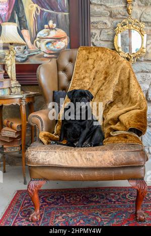 Lord Pugsley sur son trône Banque D'Images