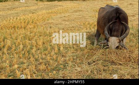 Un bison mangeant de l'herbe à un champ ouvert. Inde. Banque D'Images