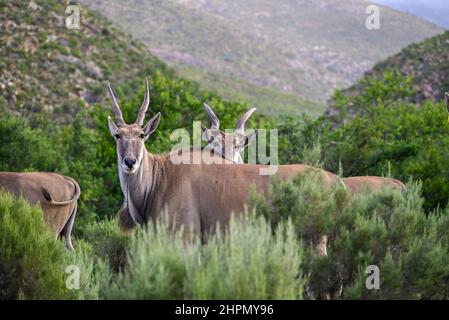 Bush dans l'Antilope Banque D'Images