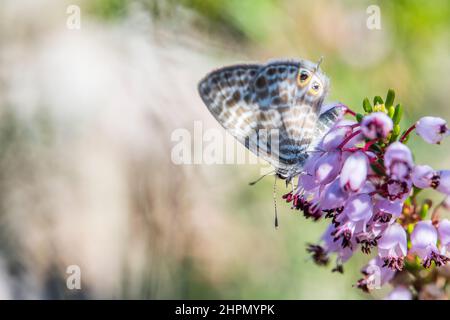 Leptotes pirithous, le bleu à queue courte ou le bleu zébré commun de Lang, est un papillon de la famille des Lycaenidae. Banque D'Images