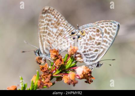 Leptotes pirithous, le bleu à queue courte ou le bleu zébré commun de Lang, est un papillon de la famille des Lycaenidae. Banque D'Images