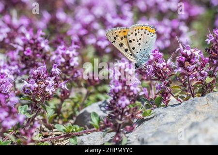 Le cuivre à grenaille pourpre (Lycaena alciphron) est un papillon de la famille des Lycaenidae ou papillons de cuivre et du genre des Lycaena, mâle. Banque D'Images