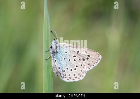 Le grand bleu (Phengaris arion) est une espèce de papillon de la famille des Lycaenidae. Banque D'Images