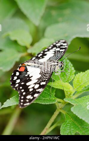 Papilio demolus est un papillon commun et répandu. Le papillon est également connu comme papillon de lime, papillon de citron. Banque D'Images