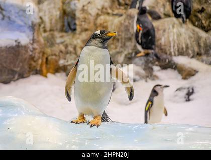 Groupe de Galapagos Penguin stand sur des pierres et jouer près de l'eau . Loro Park, Tenerife, îles Canaries, Espagne Banque D'Images