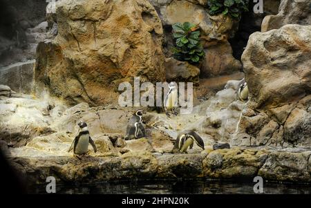 Groupe de Galapagos Penguin stand sur des pierres et jouer près de l'eau . Loro Park, Tenerife, îles Canaries, Espagne Banque D'Images